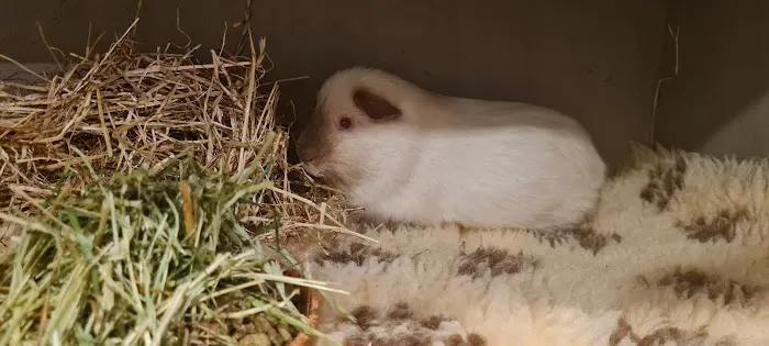 Vets4Pets - Northallerton Picture 2