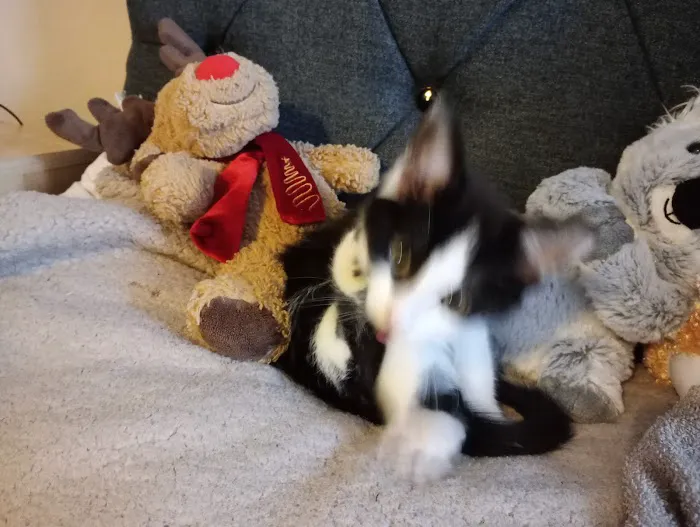 Vets4Pets - Catterick Garrison Picture 1