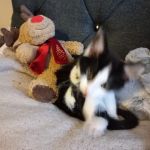 Vets4Pets - Catterick Garrison
