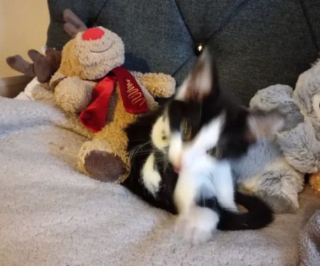 Vets4Pets - Catterick Garrison