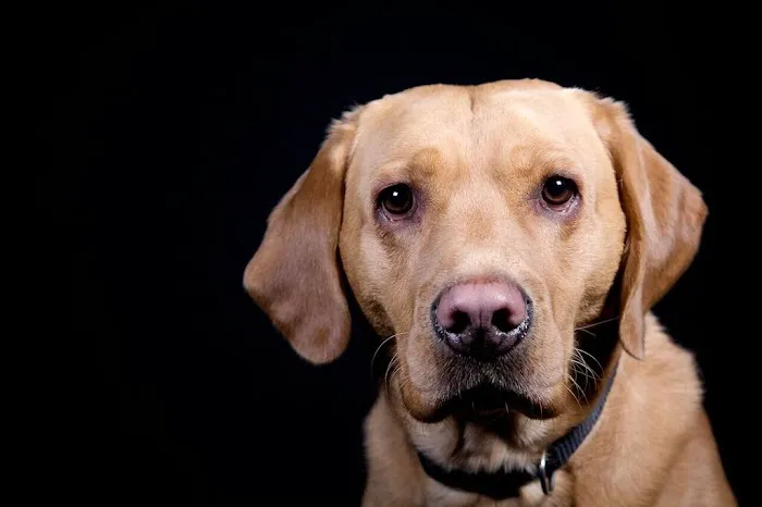 Vets4Pets - Catterick Garrison Picture 6