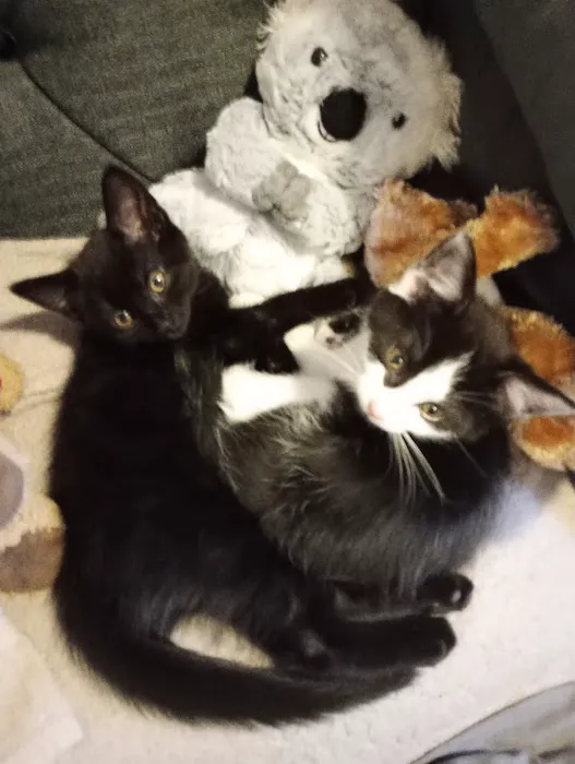 Vets4Pets - Catterick Garrison Picture 3