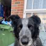 Medivet Northallerton East Rd