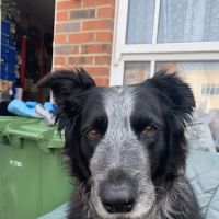 Medivet Northallerton East Rd ico