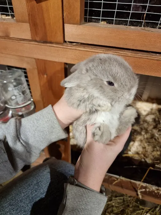 Hebburn Bunnies North East Picture 1