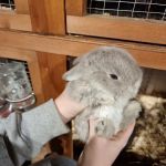 Hebburn Bunnies North East