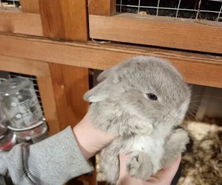 Hebburn Bunnies North East