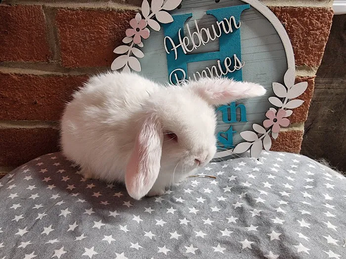 Hebburn Bunnies North East Picture 8