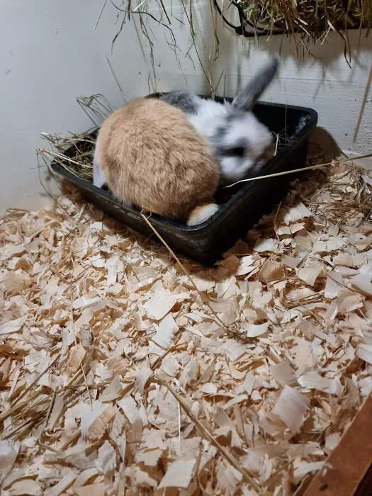 Hebburn Bunnies North East Picture 3