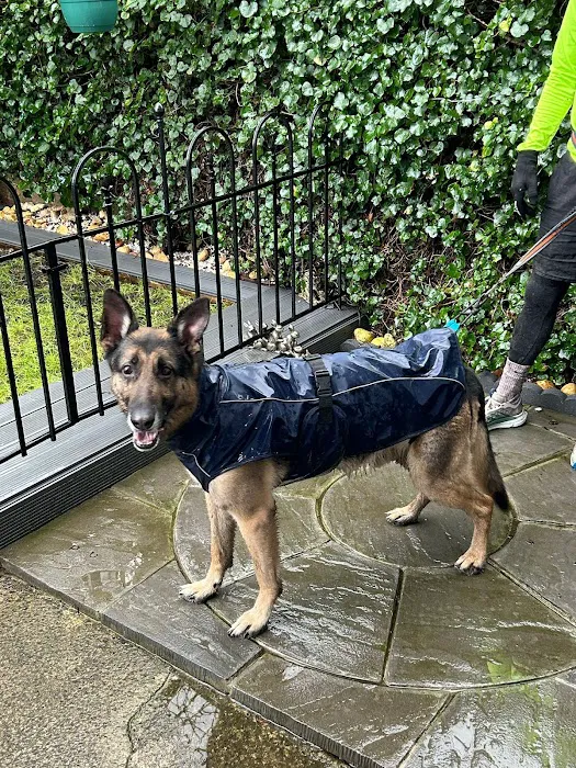 The Dog's Dish Picture 3