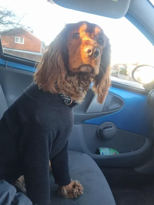 The Dog's Dish Picture 1