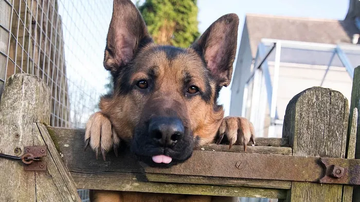 The Dog's Dish Picture 6