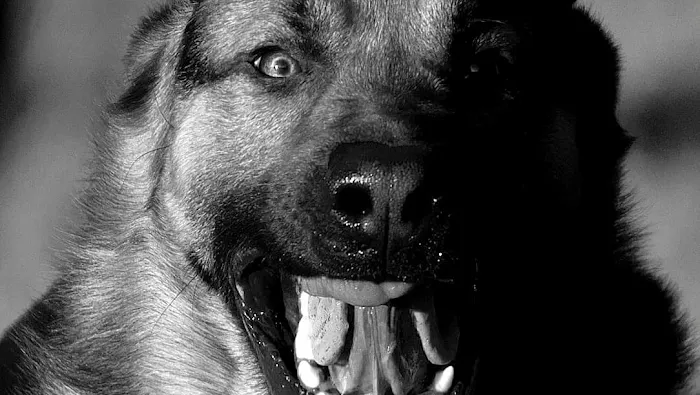 The Dog's Dish Picture 4