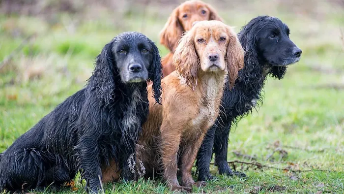 The Dog's Dish Picture 7