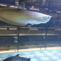 Tropical Supplies Limited ico