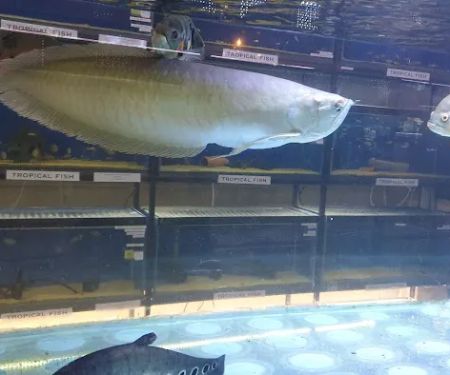 Tropical Supplies Limited