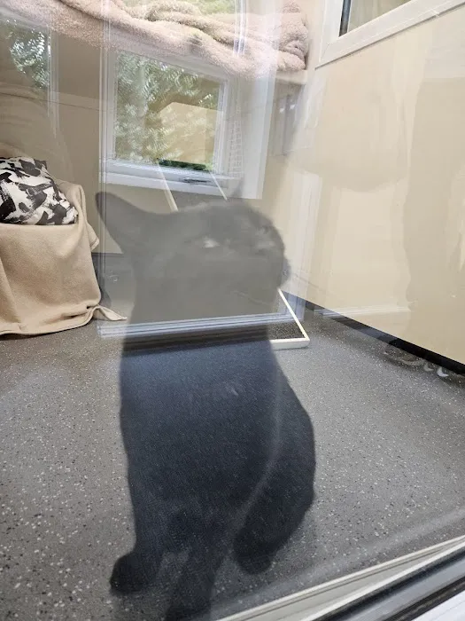 Wolviston Village Cattery Picture 4