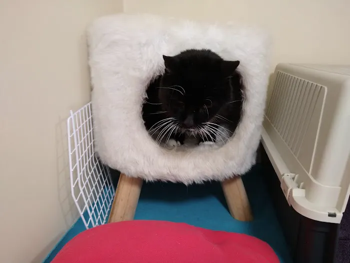 Wolviston Village Cattery Picture 2