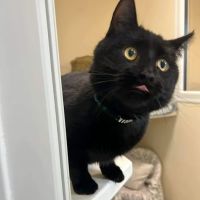 Wolviston Village Cattery ico