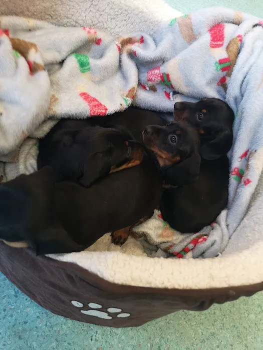 Vets for Pets Middlesbrough Picture 1