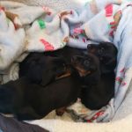 Vets for Pets Middlesbrough