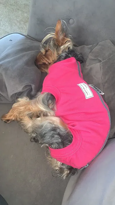 Kibbles Veterinary Picture 2
