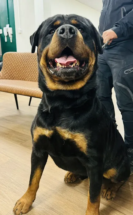 Kibbles Veterinary Picture 1