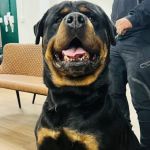 Kibbles Veterinary