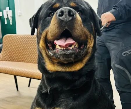 Kibbles Veterinary