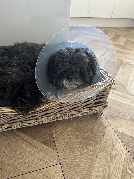 Kibbles Veterinary Picture 6