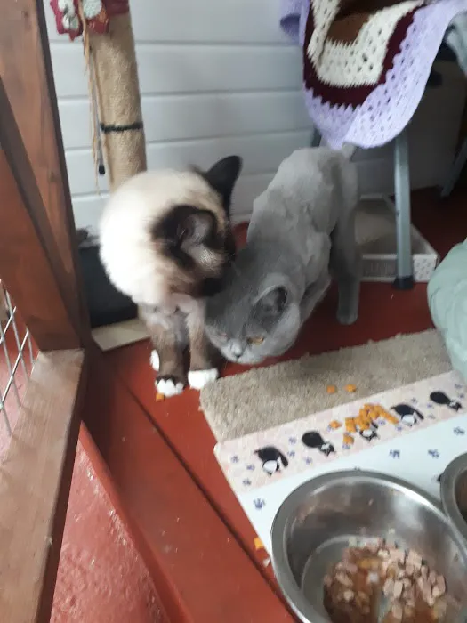 Milldene Farm Cattery Picture 6