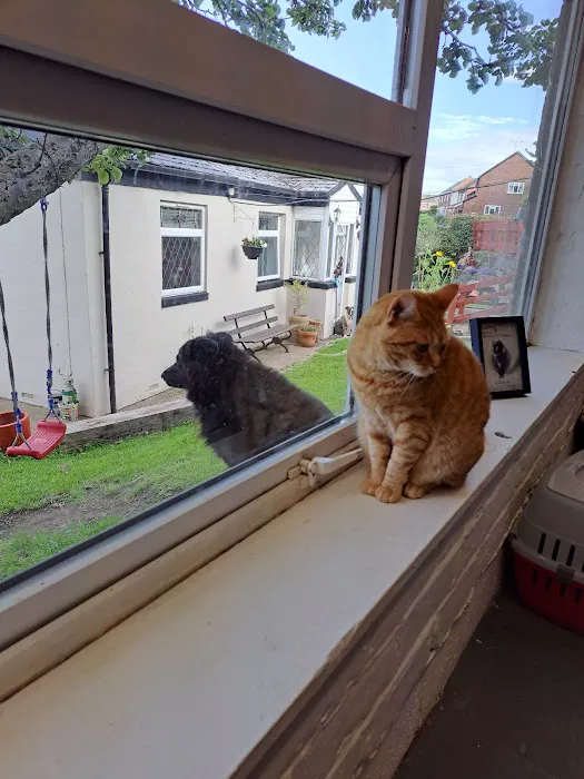 Milldene Farm Cattery Picture 5