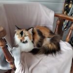 Milldene Farm Cattery