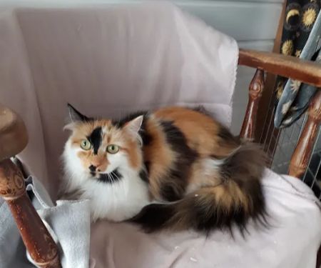 Milldene Farm Cattery