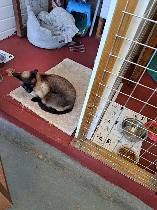 Milldene Farm Cattery Picture 10