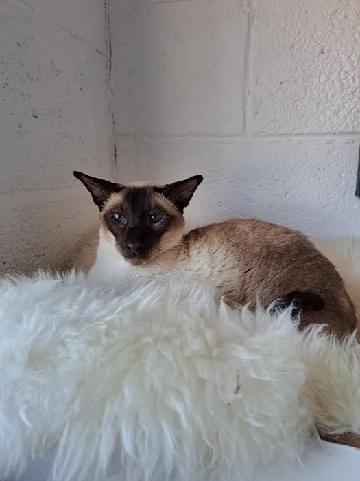 Milldene Farm Cattery Picture 9