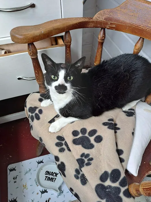 Milldene Farm Cattery Picture 8