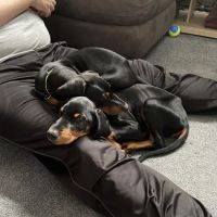 Vets Now Gateshead ico