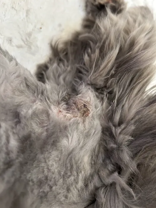 Vets Now Gateshead Picture 7