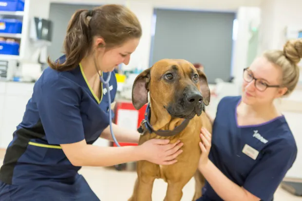 Vets Now Gateshead Picture 4