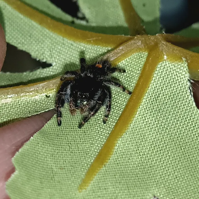 Seaham Pets Gardens & Reptiles Ltd Picture 7