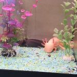 MD Aquatics