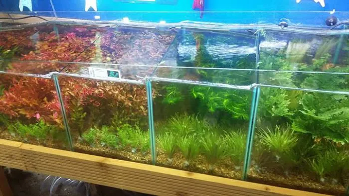 MD Aquatics Picture 2