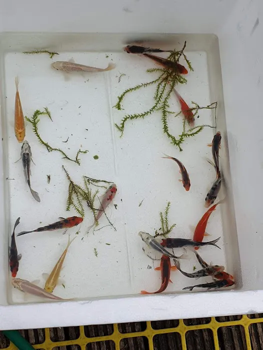 MD Aquatics Picture 4