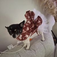 Rosies Boutique LTD ico