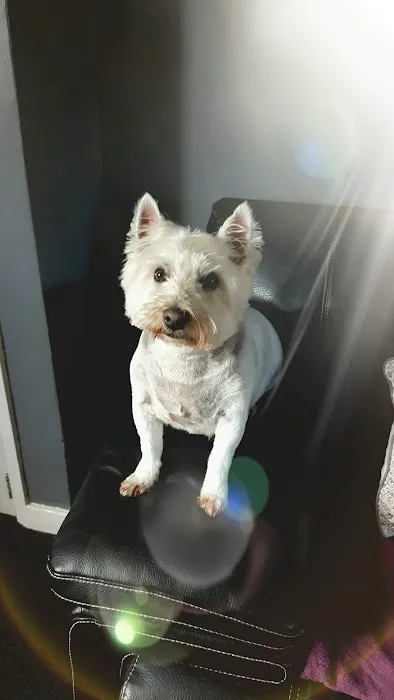 Seaham Vets Picture 5