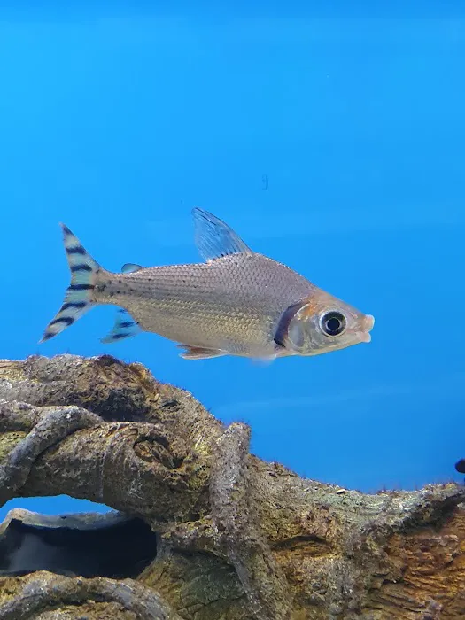 Planet pets Picture 4