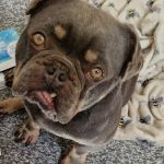 Clifton Lodge Veterinary Group, Horden