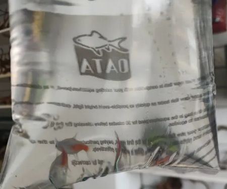 Shield Aquatics