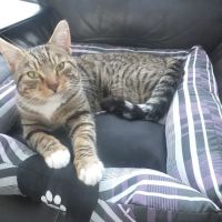 Tony’s Pet and Garden Supplies ico